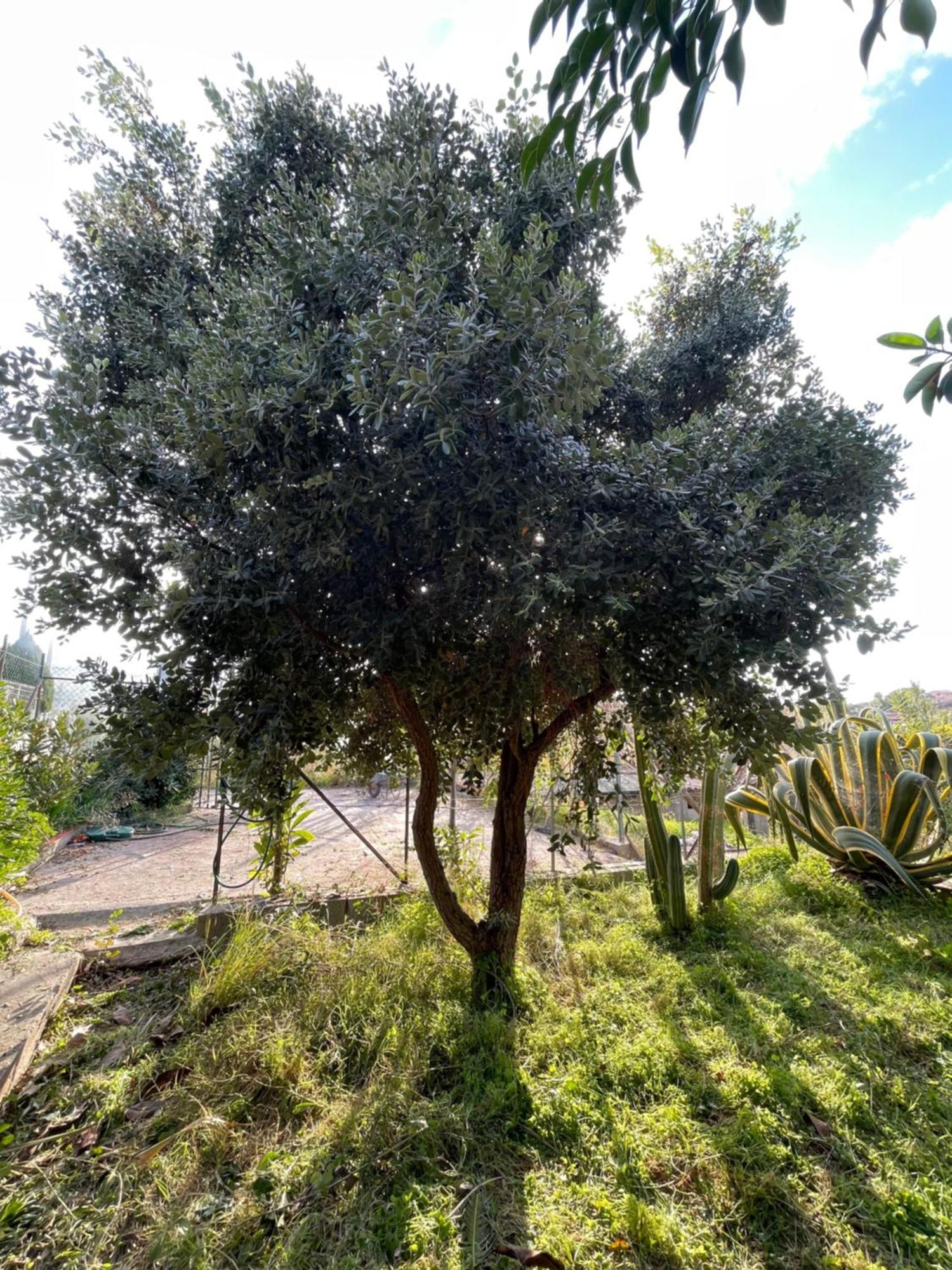 Villa Vittoria Trappeto  Exteriér fotografie